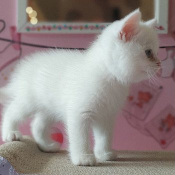 chaton Scottish Straight white Rainbow Paris Royal Cattery Scottish Straight white