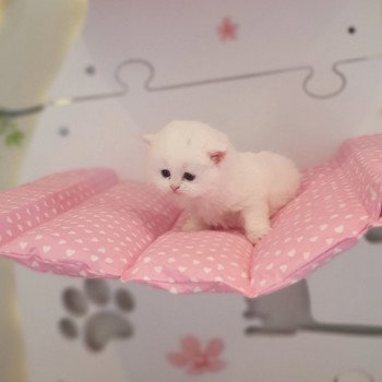 chaton Scottish Straight white Rainbow Paris Royal Cattery Scottish Straight white