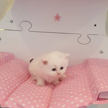 chaton Scottish Straight white Rainbow Paris Royal Cattery Scottish Straight white