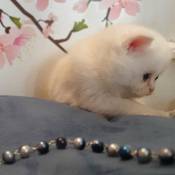 chaton Scottish Straight white Rainbow Paris Royal Cattery Scottish Straight white
