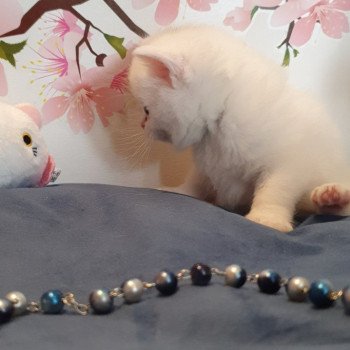 chaton Scottish Straight white Rainbow Paris Royal Cattery Scottish Straight white