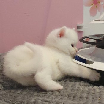 chaton Scottish Straight white Rainbow Paris Royal Cattery Scottish Straight white