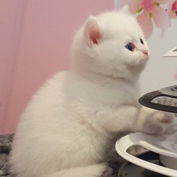 chaton Scottish Straight white Rainbow Paris Royal Cattery Scottish Straight white