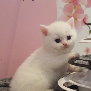 chaton Scottish Straight white Rainbow Paris Royal Cattery Scottish Straight white