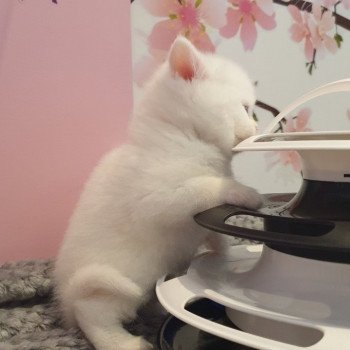 chaton Scottish Straight white Rainbow Paris Royal Cattery Scottish Straight white