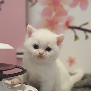 chaton Scottish Straight white Rainbow Paris Royal Cattery Scottish Straight white