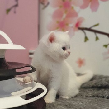 chaton Scottish Straight white Rainbow Paris Royal Cattery Scottish Straight white