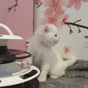 chaton Scottish Straight white Rainbow Paris Royal Cattery Scottish Straight white