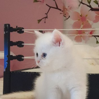 chaton Scottish Straight white Rainbow Paris Royal Cattery Scottish Straight white