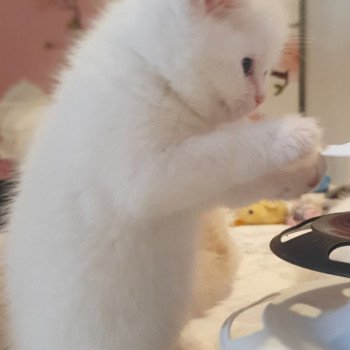 chaton Scottish Straight white Rainbow Paris Royal Cattery Scottish Straight white