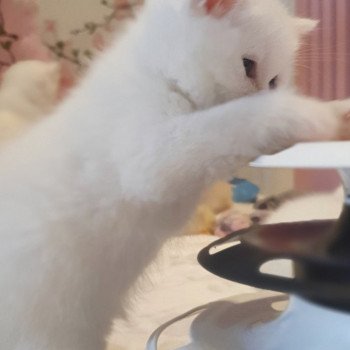 chaton Scottish Straight white Rainbow Paris Royal Cattery Scottish Straight white