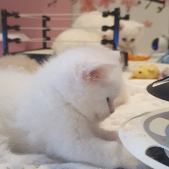 chaton Scottish Straight white Rainbow Paris Royal Cattery Scottish Straight white