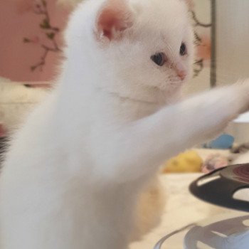 chaton Scottish Straight white Rainbow Paris Royal Cattery Scottish Straight white