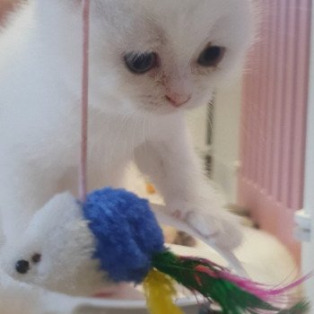 chaton Scottish Straight white Rainbow Paris Royal Cattery Scottish Straight white