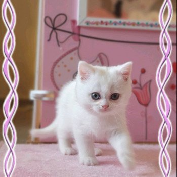 chaton Scottish Straight white Reeva Paris Royal Cattery Scottish Straight white