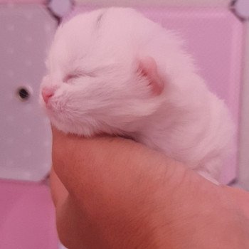 chaton Highland Straight Reeva Paris Royal Cattery chaton Highland Straight Reeva Paris Royal Cattery