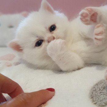 chaton Highland Straight white Reeva Paris Royal Cattery Scottish Straight white