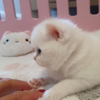 chaton Highland Straight white Reeva Paris Royal Cattery Scottish Straight white