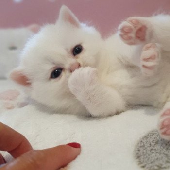 chaton Highland Straight white Reeva Paris Royal Cattery Scottish Straight white