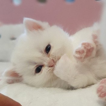 chaton Highland Straight white Reeva Paris Royal Cattery Scottish Straight white