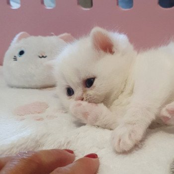 chaton Highland Straight white Reeva Paris Royal Cattery Scottish Straight white