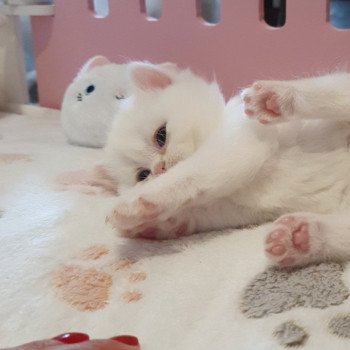 chaton Highland Straight white Reeva Paris Royal Cattery Scottish Straight white