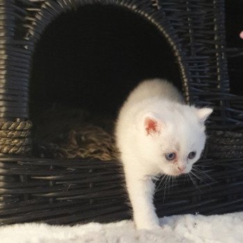 chaton Scottish Straight white Reeva Paris Royal Cattery Scottish Straight white