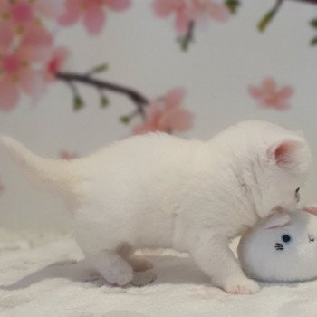 chaton Scottish Straight white Reeva Paris Royal Cattery Scottish Straight white
