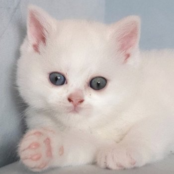 chaton Scottish Straight white Reeva Paris Royal Cattery Scottish Straight white