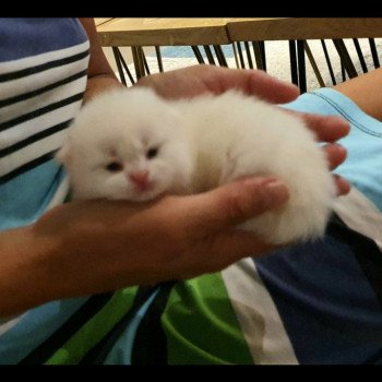 chaton Highland Straight white point Rose Alice Paris Royal Cattery Highland Straight white