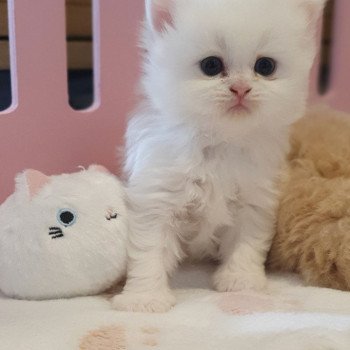 chaton Highland Straight white point Rose Alice Paris Royal Cattery Highland Straight white
