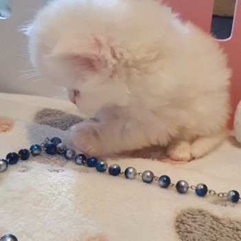 chaton Highland Straight white point Rose Alice Paris Royal Cattery Highland Straight white