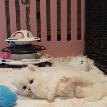 chaton Highland Straight white point Rose Alice Paris Royal Cattery Highland Straight white
