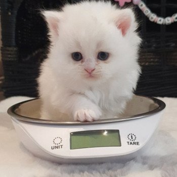 chaton Highland Straight white point Rose Alice Paris Royal Cattery Highland Straight white