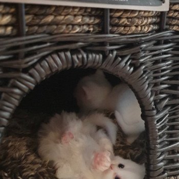 chaton Highland Straight white point Rose Alice Paris Royal Cattery Highland Straight white