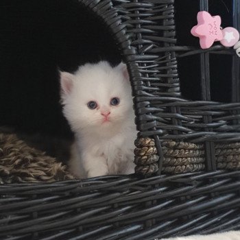 chaton Highland Straight white point Rose Alice Paris Royal Cattery Highland Straight white