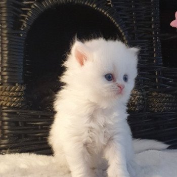 chaton Highland Straight white point Rose Alice Paris Royal Cattery Highland Straight white