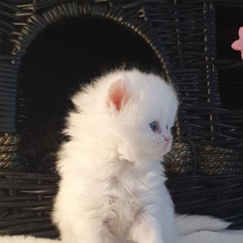 chaton Highland Straight white point Rose Alice Paris Royal Cattery Highland Straight white