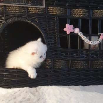 chaton Highland Straight white point Rose Alice Paris Royal Cattery Highland Straight white