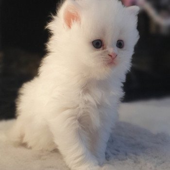 chaton Highland Straight white point Rose Alice Paris Royal Cattery Highland Straight white