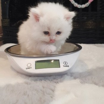 chaton Highland Straight white point Rose Alice Paris Royal Cattery Highland Straight white