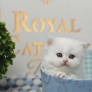 chaton Highland Straight white point Rose Alice Paris Royal Cattery Highland Straight white