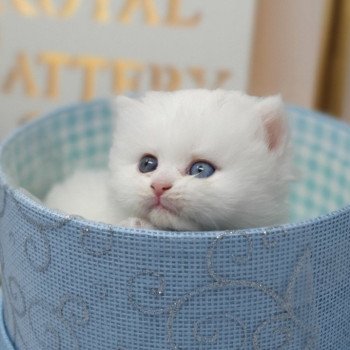 chaton Highland Straight white point Rose Alice Paris Royal Cattery Highland Straight white