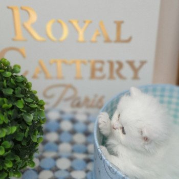 chaton Highland Straight white point Rose Alice Paris Royal Cattery Highland Straight white