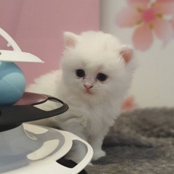chaton Highland Straight white point Rose Alice Paris Royal Cattery Highland Straight white