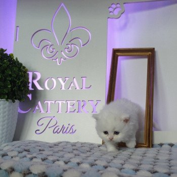 chaton Highland Straight white point Rose Alice Paris Royal Cattery Highland Straight white