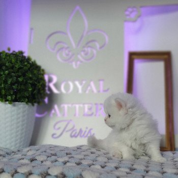 chaton Highland Straight white point Rose Alice Paris Royal Cattery Highland Straight white