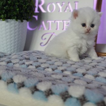 chaton Highland Straight white point Rose Alice Paris Royal Cattery Highland Straight white