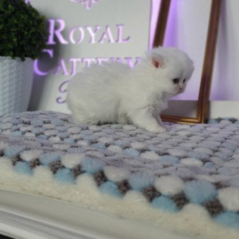 chaton Highland Straight white point Rose Alice Paris Royal Cattery Highland Straight white