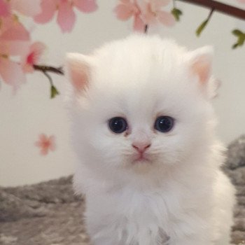 chaton Highland Straight white point Rose Alice Paris Royal Cattery Highland Straight white